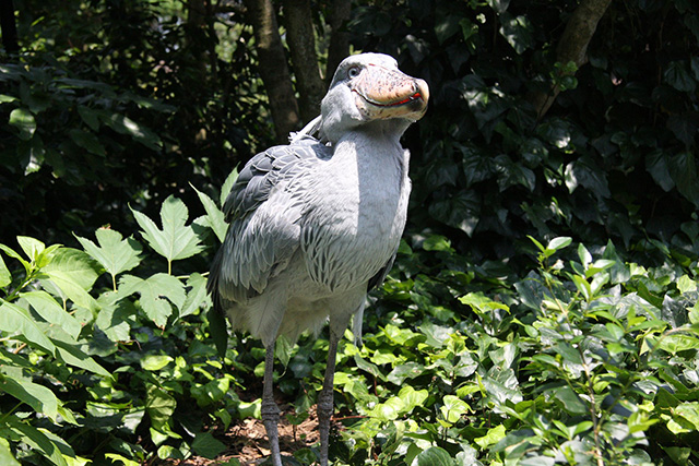 ハシビロコウの「ビル」/伊豆シャボテン動物公園（静岡県／伊東市）