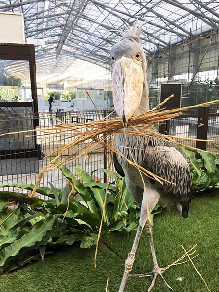 ハシビロコウの「ふたば」/掛川花鳥園（静岡県／掛川市）