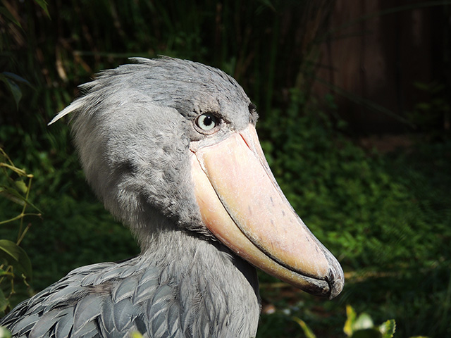 ハシビロコウの「サーナ」/東京都恩賜上野動物園（台東区）