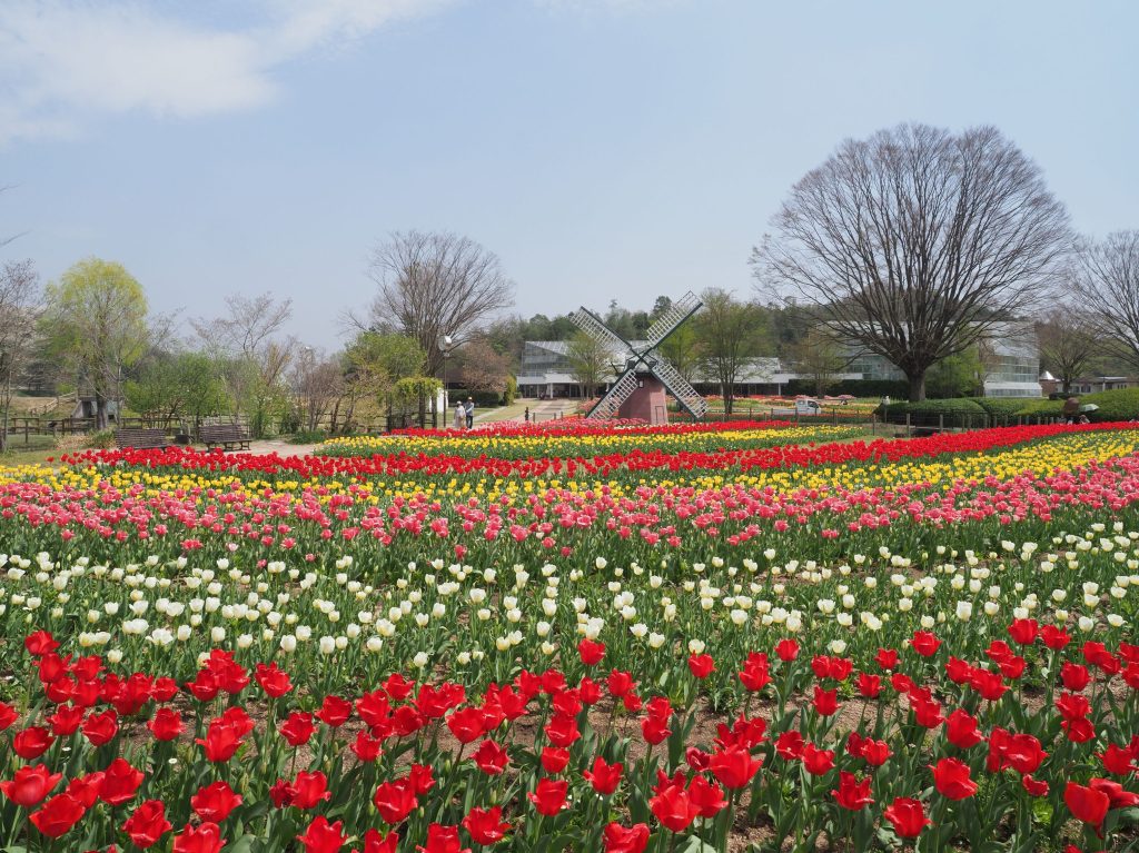 風車前花壇 (チューリップまつり)/兵庫県立フラワーセンター(兵庫県/加西市)