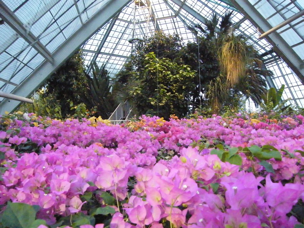 熱帯植物園のブーゲンビレア/函館市熱帯植物園(北海道/函館市)