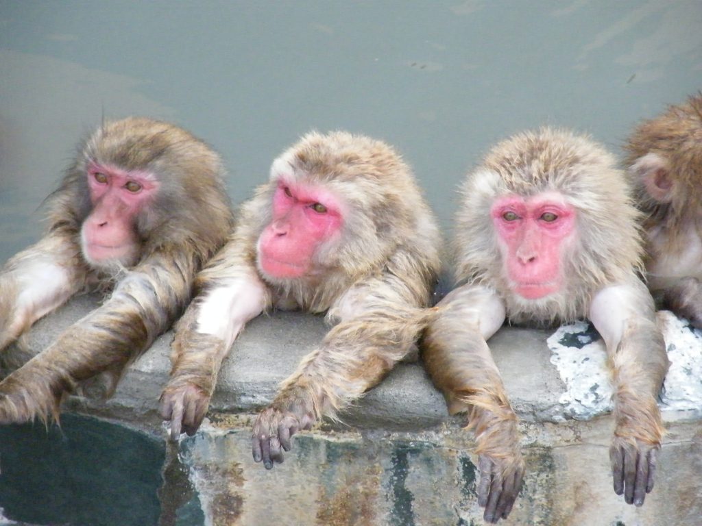 植物園の温泉に入るサル/函館市熱帯植物園(北海道/函館市)