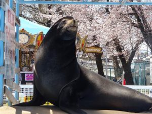 長野県の無料スポット・遊び場10選！動物園やダチョウ牧場、おやきの工場見学など