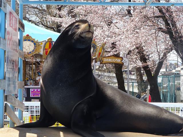 長野市城山動物園