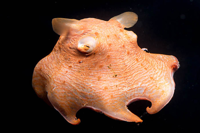 メンダコ/沼津港深海水族館 シーラカンス・ミュージアム（静岡県／沼津市）