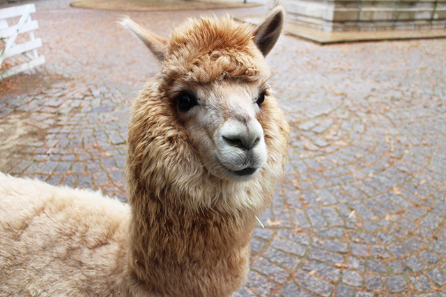 甘えん坊で好奇心旺盛な“モカ”ちゃん