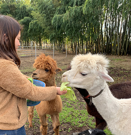 アルパカのドレミとダイチ/ダチョウ王国石岡ファーム(茨城県/石岡市)