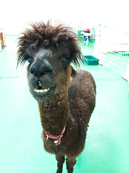 アルパカ/MOFFアニマルワールド(千葉県/印西市)