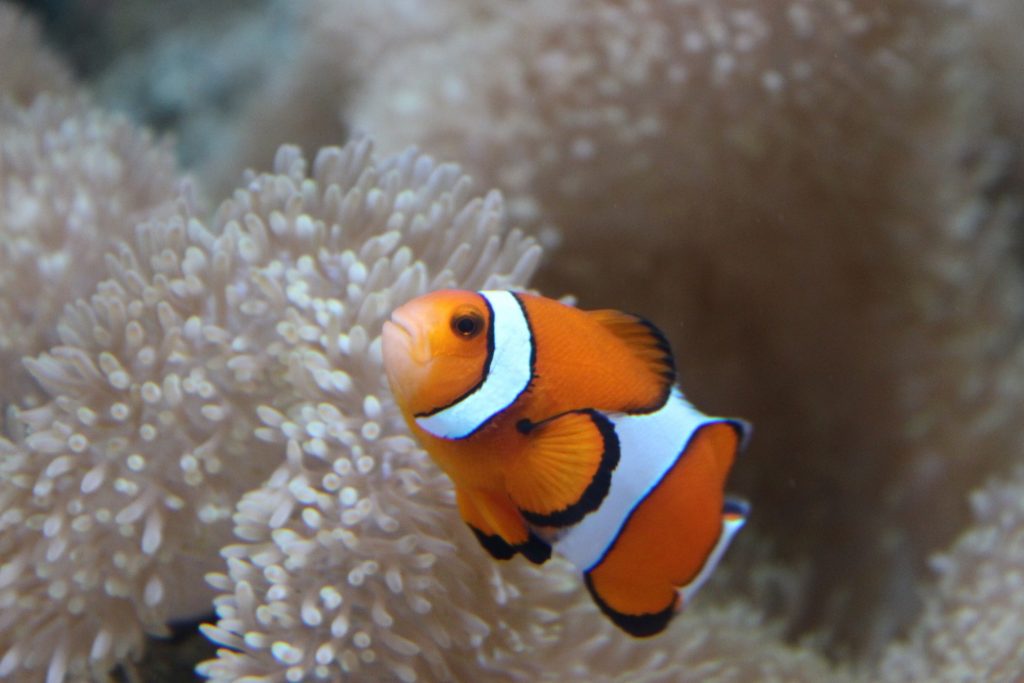 水族館の人気者カクレクマノミ/板橋区立熱帯環境植物館(東京都/板橋区)