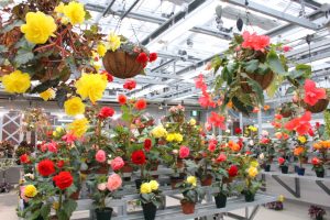 雨でもトロピカル気分!関東の温室がある植物園10選(東京・神奈川・埼玉・千葉ほか)