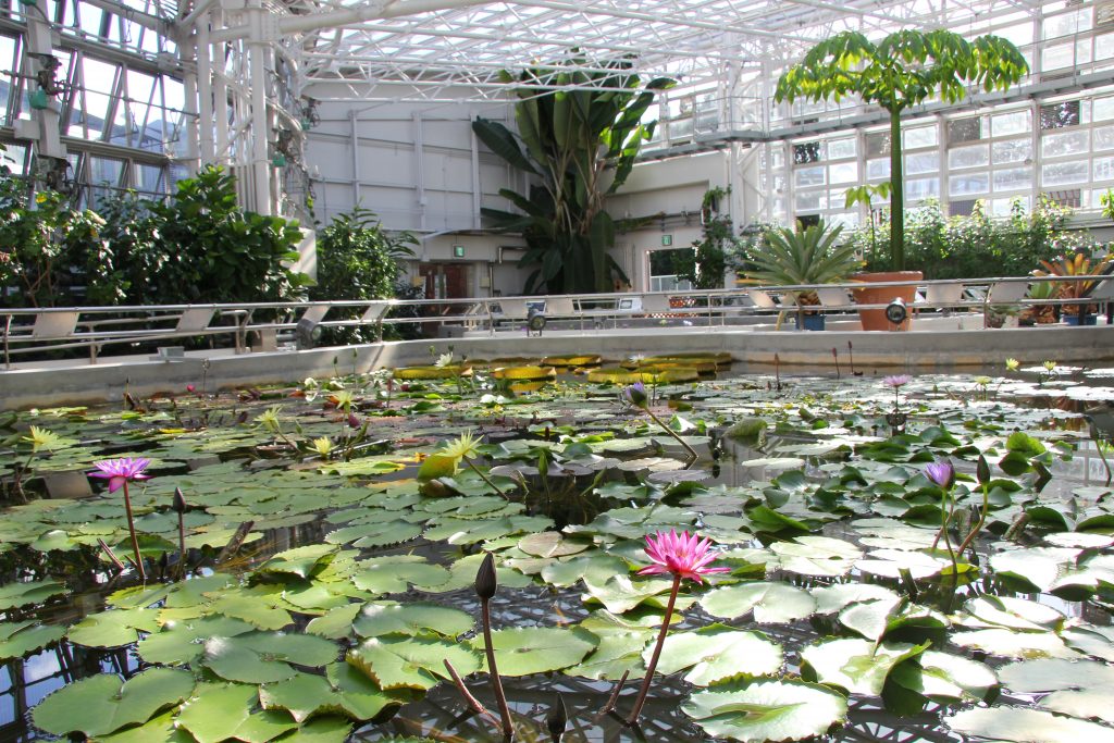 熱帯スイレン室/神代植物公園(東京都/調布市)