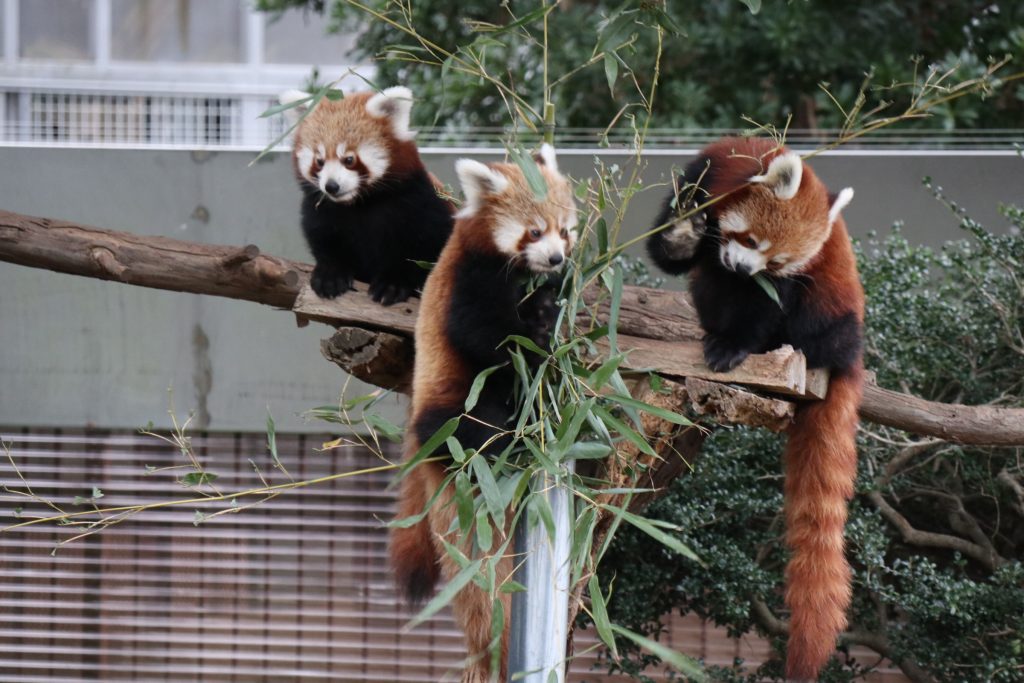 ニシレッサーパンダを飼育/熱川バナナワニ園(静岡県/東伊豆町)