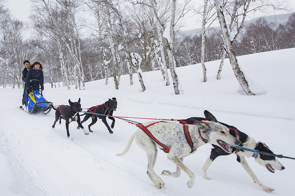 犬ぞり体験/水上高原スキーリゾート(群馬県/利根郡みなかみ町)