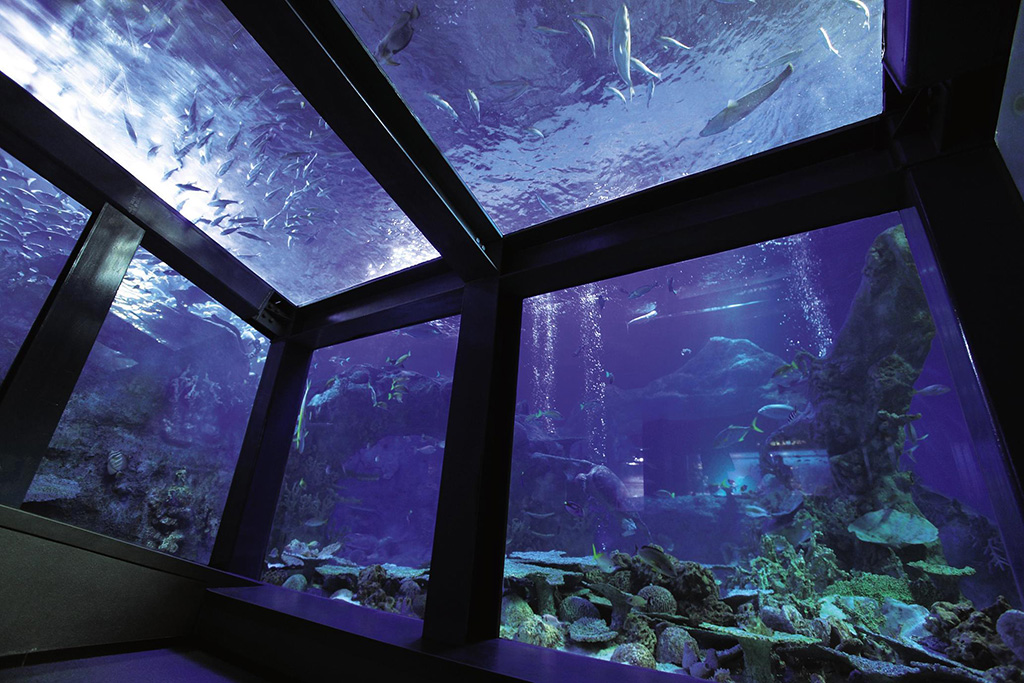 関西で家族におすすめの水族館5選
