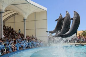 南知多ビーチランドは海洋生物とのふれ合い日本一を目指す水族館