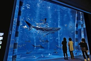 のとじま水族館の魅力を紹介！美しい海の中の世界を満喫する