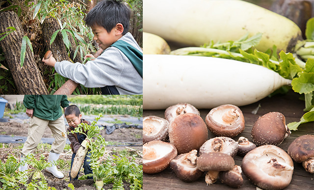 シイタケ狩りやダイコン収穫をする子ども/農家民宿 具座（佐賀県／佐賀市）