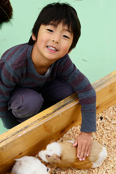 ふれあいコーナーのモルモットに触る子ども/江戸川区自然動物園(東京都)