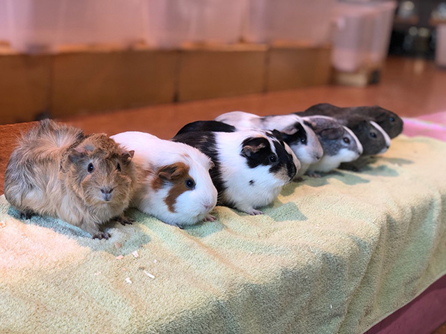 沢山のモルモット/羽村市動物公園(東京都)