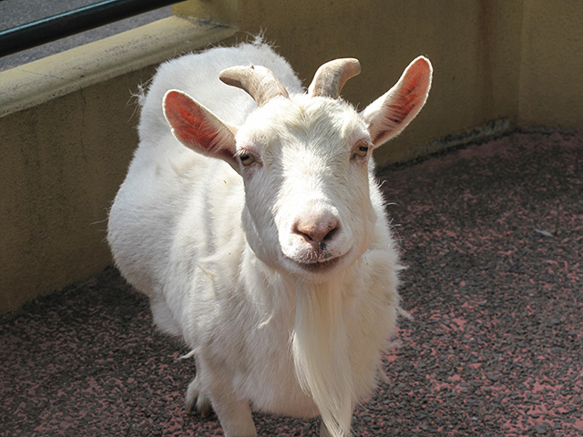 ふれあいコーナーのやぎ/羽村市動物公園(東京都)