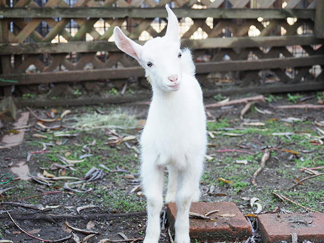 「ふれあいコーナー」のヤギ/足立区生物園(東京都)