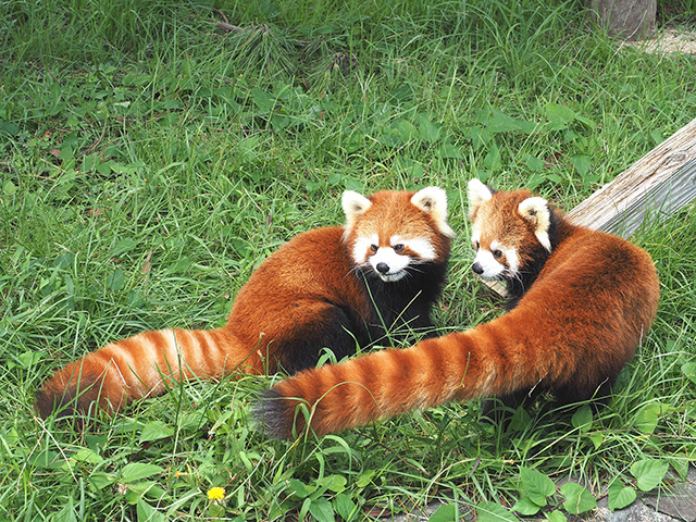 レッサーパンダ/大島公園動物園(東京都/大島町)