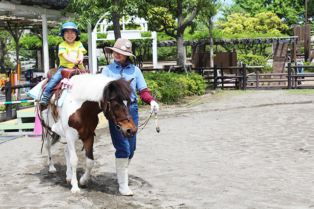 なぎさポニーランド(江戸川区)のポニー