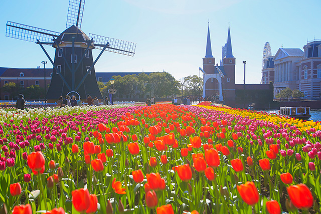 ハウステンボスのチューリップ（長崎県/佐世保市）