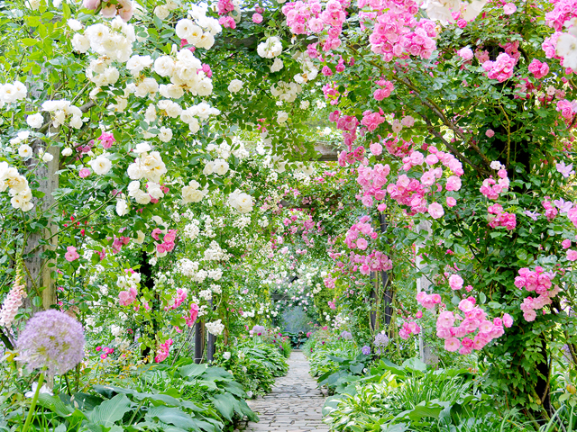 満開のバラに彩られるガーデン/アカオハーブ&ローズガーデン(静岡県熱海市)