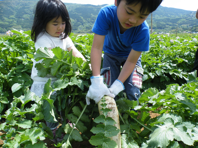 野菜の収穫体験/伊豆丹那の酪農王国 オラッチェ(静岡県田方郡函南町)