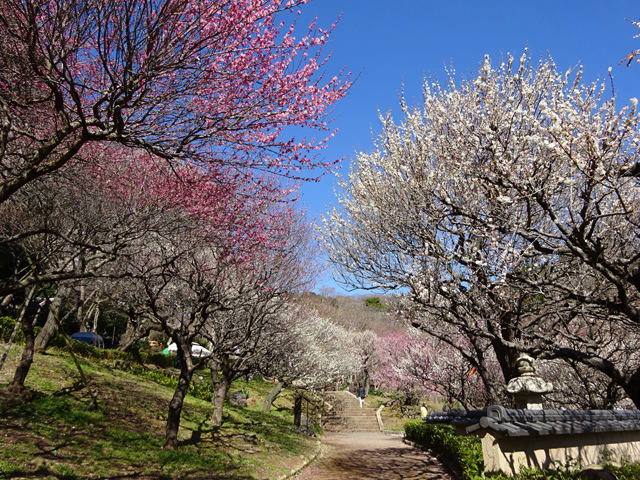 早咲きから中咲き、遅咲きまで梅の花を楽しめる/熱海梅園(静岡県熱海市)