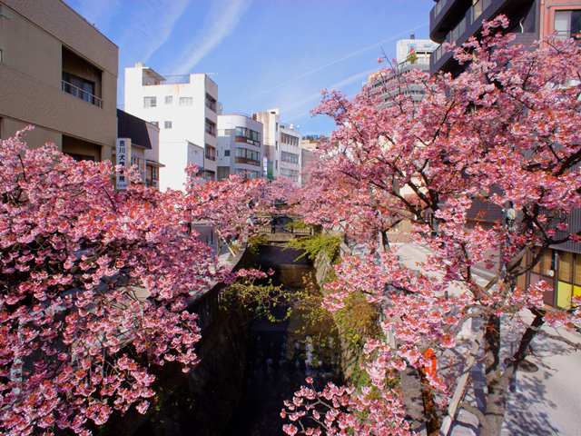 熱海市街中心部の糸川沿いに咲く/あたみ桜 糸川桜まつり(静岡県熱海市)