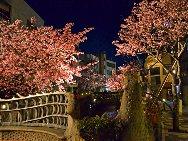 桜まつり期間中はライトアップも開催/あたみ桜 糸川桜まつり(静岡県熱海市)