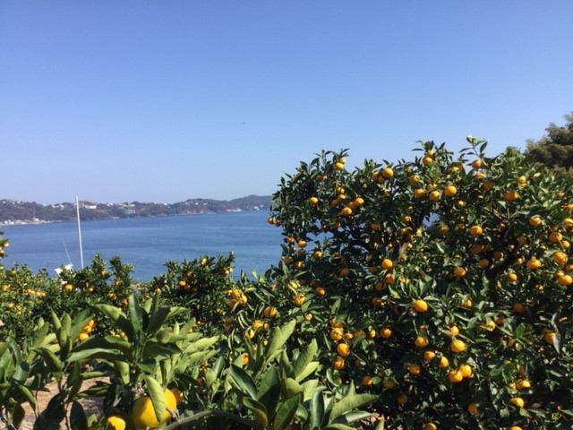 真っ青な海と空を眺めながらみかん狩り/マルフクガーデン(静岡県熱海市)