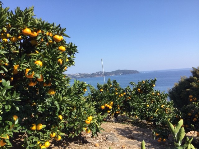 陽光と潮風を受けて育つみかんやオレンジ/マルフクガーデン(静岡県熱海市)