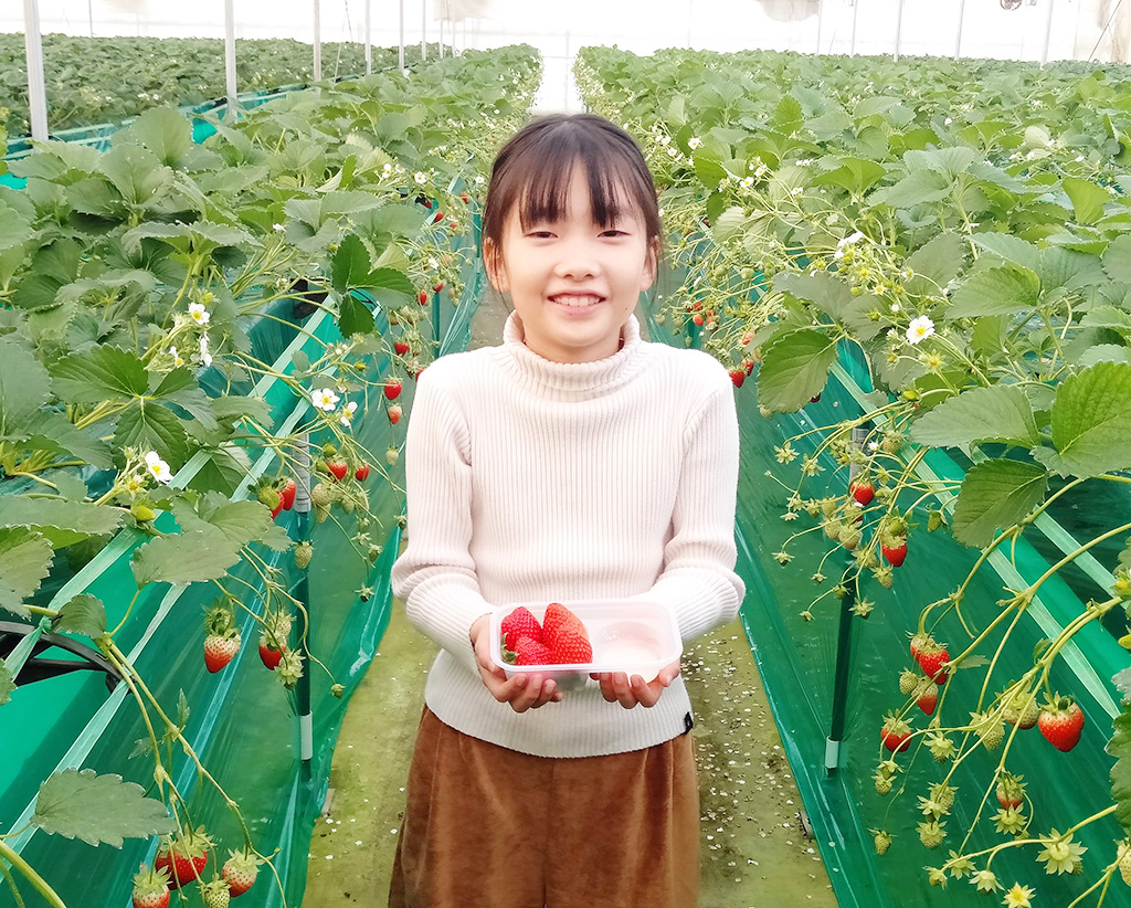 イチゴ狩りのおすすめ時期は？豆知識は？千葉市「エーアト・ベーレ」で達人を直撃