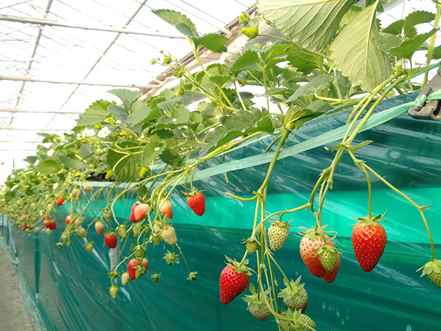 エーアト・ベーレのいちご狩り(千葉県/千葉市)