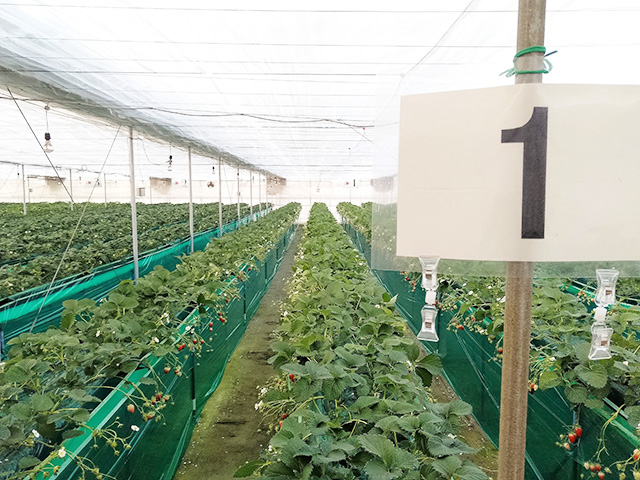 エーアト・ベーレのいちご狩り(千葉県/千葉市)