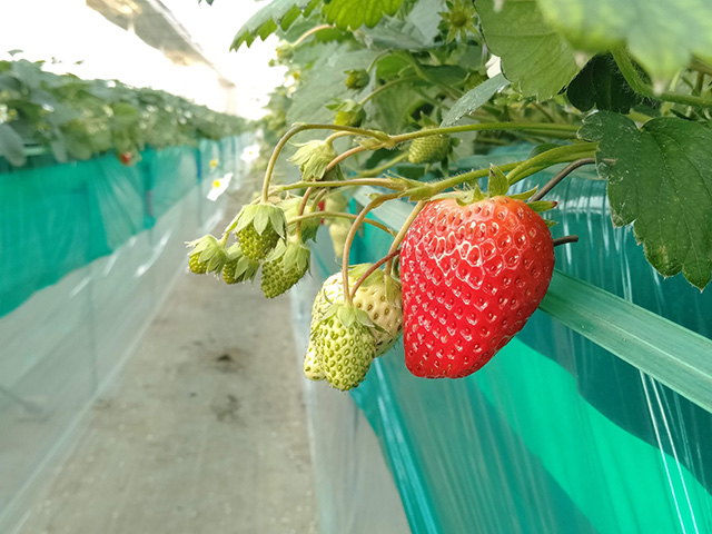 エーアト・ベーレのいちご狩り(千葉県/千葉市)