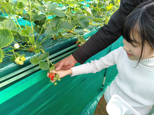 エーアト・ベーレのいちご狩り(千葉県/千葉市)