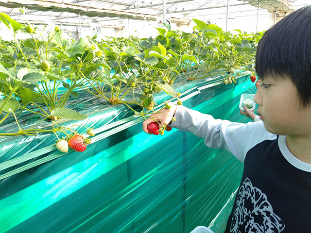 エーアト・ベーレのいちご狩り(千葉県/千葉市)