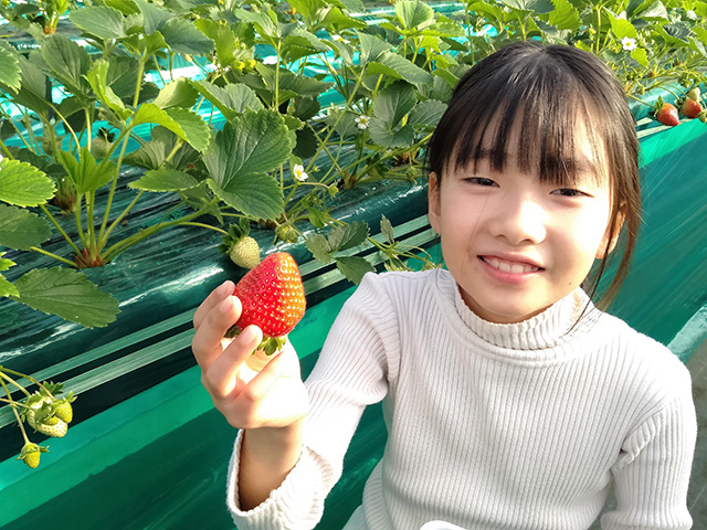 いちご狩りを楽しむ子ども/エーアト・ベーレ(千葉県/千葉市)