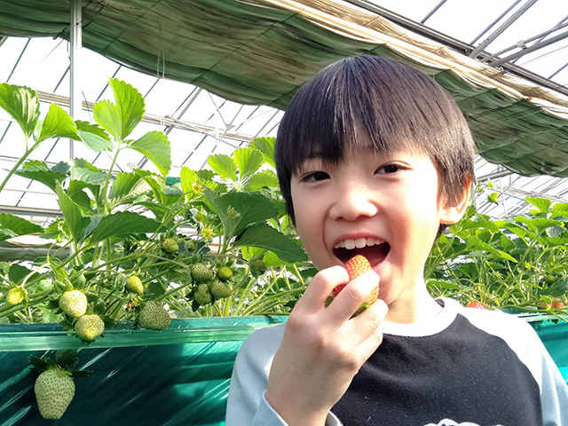 いちご狩りを楽しむ子ども/エーアト・ベーレ(千葉県/千葉市)