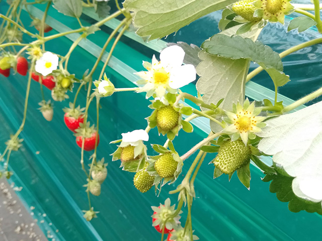 エーアト・ベーレのいちご狩り(千葉県/千葉市)