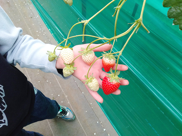 エーアト・ベーレのいちご狩り(千葉県/千葉市)