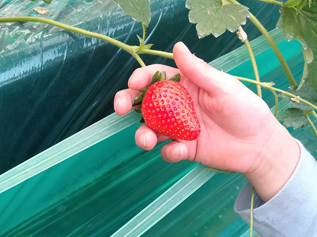 エーアト・ベーレのいちご狩り(千葉県/千葉市)