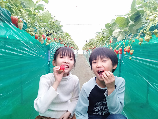 いちご狩りを楽しむ子ども/エーアト・ベーレ(千葉県/千葉市)