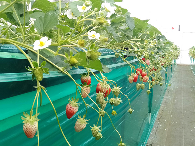 エーアト・ベーレのいちご狩り(千葉県/千葉市)