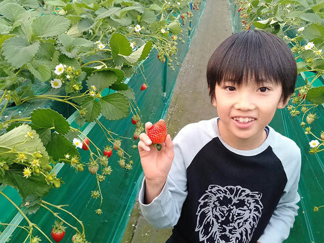 いちご狩りを楽しむ子ども/エーアト・ベーレ(千葉県/千葉市)