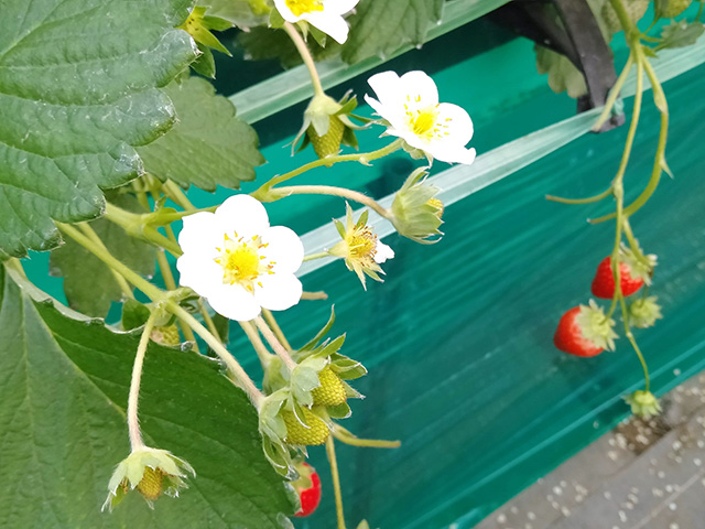 エーアト・ベーレのいちご狩り(千葉県/千葉市)